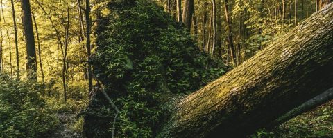 אחריות רשות מקומית לנזקי גוף כתוצאה מנפילת עץ