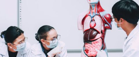 זכויות לחולים בשחמת הכבד